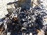 1FTFW1E59PF****** Repairable 2023 Ford F-150 in Ashland