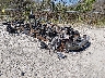 1FTFW1E59PF****** Salvage and Wrecked 2023 Ford F-150 in Ashland