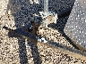 1A9A1EB10F1****** Repairable 2015 American Trailer Manufact Other in Minneapolis South