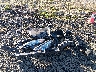 5XYPGDA30KG****** Destrozados 2019 Kia Sorento en Estado de Oregón