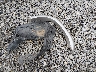 JT3HN87R4W0****** Wrecked 1998 Toyota 4Runner in West Virginia State