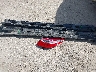 4T1BF1FK9FU****** Destrozados 2015 Toyota Camry en Estado de Rhode Island