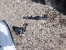 5YFB4MDE9RP****** Wrecked 2024 Toyota Corolla in Louisiana State