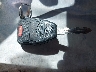 1C4BJWEG3FL****** Salvamento 2015 Jeep Wrangler en Estado de Texas