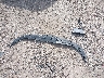 1G4ZP5SZ4JU****** Salvamento y Destrozados 2018 Buick LaCrosse en Houston North