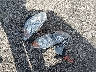 1G1ZB5E08CF****** Wrecked 2012 Chevrolet Malibu in Kansas State
