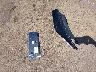 KNAG24J74S5****** Wrecked 2025 Kia K5 in Mississippi State