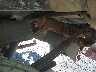 1FTZX17W6WN****** Salvamento y Destrozados 1998 Ford F-150 en Atlanta East