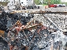 1FUJHHDV8LL****** Salvage and Repairable 2020 Freightliner New Cascadia 126 in Ohio State