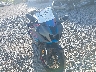 JYARM38E5RA****** Salvage and Wrecked 2024 Yamaha R7 in Rec Rides Online Exclusive