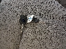 1FTEX1EM7EK****** Salvage 2014 Ford F-150 in Colorado State