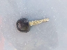 KNDJT2A67C7****** Salvage 2012 Kia Soul in Illinois State