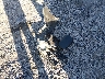 KNDEUCA72R7****** Wrecked 2024 Kia Seltos in Tennessee State