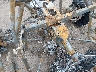 4XAVDK997FB****** Salvage 2015 Polaris RZR in Flint