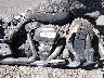1HD1KZF27NB****** Destrozados 2022 Harley-Davidson Road Glide Limited en Las Vegas
