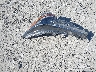 5YFB4MDE4RP****** Wrecked 2024 Toyota Corolla in Virginia State