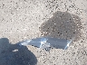 ML5EXGJ11TD****** Wrecked 2026 Kawasaki Ninja 500 in California State