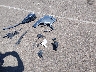 KNDJ23AU9R7****** Wrecked 2024 Kia Soul in Mississippi State