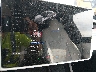 7SAXCBE64SF****** Salvage 2025 Tesla Model X in Electric Vehicle Auctions