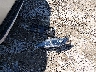 1N4AA6AP6JC****** Wrecked 2018 Nissan Maxima in Kentucky State