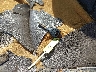 1HGCG16581A****** Salvage 2001 Honda Accord in Florida State