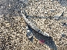 3VW217AU2HM****** Wrecked 2017 Volkswagen Golf in Virginia State