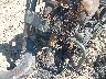 1HD1FFM16CB****** Salvage 2012 Harley-Davidson FLHTC in North Carolina State