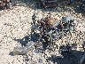 1HD1FFM16CB****** Used and Repairable 2012 Harley-Davidson FLHTC in Raleigh