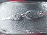 1C3CDFBB1FD****** Salvage 2015 Dodge Dart in Wisconsin State