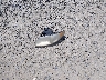 2D4GP44L15R****** Wrecked 2005 Dodge Grand Caravan in West Virginia State