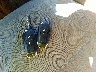 1FTNF1EG8GK****** Salvamento 2016 Ford F-150 en Estado de Hawaii