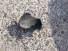 5GAEVAKW4NJ****** Wrecked 2022 Buick Enclave in Kansas State