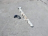 2HGFE2F5XTH****** Destrozados 2026 Honda Civic en Estado de Texas