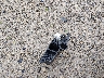 ZACNJDD10MP****** Wrecked 2021 Jeep Renegade in Ohio State