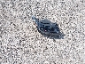 SALGS2SE4LA****** Wrecked 2020 Land Rover Range Rover in Texas State