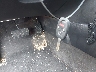 5J6TF1H57BL****** Salvage 2011 Honda Accord Crosstour in Georgia State