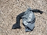 00000YAMC02****** Wrecked 2017 Yamaha 19' in Missouri State