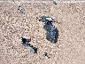 KNDJ23AU2M7****** Wrecked 2021 Kia Soul in Hawaii State
