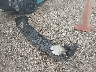 JA4AS4AA0LZ****** Wrecked 2020 Mitsubishi Eclipse in Texas State