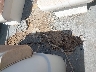 1ZCB18019TP****** Salvage and Repairable 1995 Zieman Boat And Trailer in Arizona State