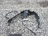 5J6RM4H77EL****** Salvage 2014 Honda CR-V in Indiana State