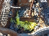 B6202*** Salvage 2024 Caterpillar 299d3 Xe in Virginia State