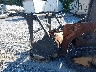 B6202*** Repairable 2024 Caterpillar 299d3 Xe in Virginia State
