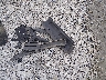 1FADP3F27EL****** Wrecked 2014 Ford Focus in Tennessee State