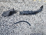 5FNYF8H88RB****** Destrozados 2024 Honda Passport en Estado de Washington