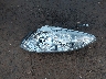 JTDBE30KX50****** Wrecked 2005 Toyota Camry in Hawaii State