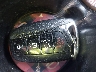 5XYZU3LB1GG****** Salvage 2016 Hyundai Santa Fe in Georgia State