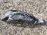5NPE24AF0GH****** Destrozados 2016 Hyundai Sonata en Estado de Georgia