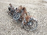 1HD1FMW181Y****** Salvage and Wrecked 2001 Harley-Davidson Flhtpi in Raleigh