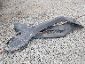 3CZRE3H58BG****** Wrecked 2011 Honda CR-V in Georgia State